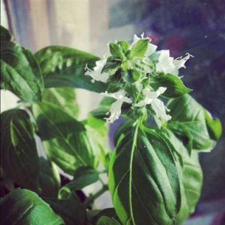 <p>According to a superstition obviously not from Italy, sniffing basil will bring a scorpion into your brain.</p>