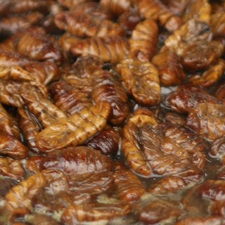 <p>Also known as <i>beondegi</i> in Korea, boiled silkworm larvae or pupae are considered a  delicacy. The word <i>beondegi</i> literally translates to "chrysalis" or "pupa" in English, and the insects are usually eaten as a snack, often sold by street vendors or in bars. It's also possible to purchase the canned larvae in some grocery stores, but the treat is most often consumed out at drinking establishments or restaurants, or on the street. Though in some parts of the world this might seem like an unusual choice of snack, in many of Asia's great silk-producing countries, the larvae are eaten so as not to be wasted — the silkworms must be dropped in hot water as part of the silk production process. In other parts of Asia, like in China and Vietnam, you're more likely to come across them fried.</p>