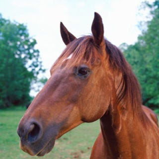 <p><b>Banned:</b> Consuming horse meat is technically legal in most states; however, slaughtering horses for human consumption is banned in the U.S.</p><br />

<p><b>Reason:</b> It's unlikely you'll find horse meat on a restaurant menu in the U.S., but it's regularly consumed in parts of Asia, Latin America, and Europe. At one time, slaughterhouses in the U.S. provided meat for human consumption in other areas of the world. But in June 2010, Congress voted to extend the Wild Free-Roaming Horses and Burros Act of 1971 to prohibit further slaughtering.</p>