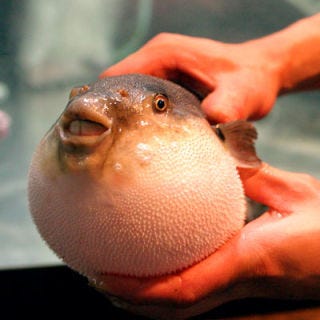 <p>Fugu, also known as puffer fish or blowfish, are commonly consumed in Japan. It's a risky proposition to eat Fugu, as the fish is highly poisonous if prepared improperly. According to Rosofsky's entry in <i>They Eat That? A Cultural Encyclopedia of Weird and Exotic Food Around the World</i>, "Thrill-seeking connoisseurs crave the lip and tongue-tingling sensation they say a highly skilled fugu chef can create by leaving a non-lethal trace of poison on the fish." It's that element of danger that entices the adventurous eater. Rosofsky also notes it's that risky business combined with the rarity and mild silky texture that makes this one so desirable. </p><br />
<p><b>Heat Up This Silky (Non-Deadly) Fish Dish for Two:</b> <a href="/recipefinder/cod-tomato-cream-sauce-for-two-recipe-ew0410" target="_blank"><b>Cod with Tomato Cream Sauce</b></a></p>