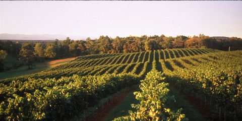 <p><b>State:</b> Virginia<br />
<b>Wine region origin:</b> 1770s<br />
<b>Specialty:</b> Chardonnay, Cabernet Franc, Cabernet Sauvignon, Merlot, Viognier</p><br />

<p>The growing season in Central Virginia, particularly the Monticello AVA, lasts 211 days. That's what inspired Thomas Jefferson to dream of growing grapes for wine there in the 1770s. His attempts were in vain as the Revolutionary War struck a couple years later, but the region was perfected in the 20th century and is recognized for its exceptional growing wine industry. The Monticello Wine Trail is home to a myriad of boutique wineries that bring patron, producer and product together in an intimate and beautiful setting.  VA wines tend to be lower in alcohol, higher in acidity and slightly more fruit-forward than alcohol from other regions.</p>