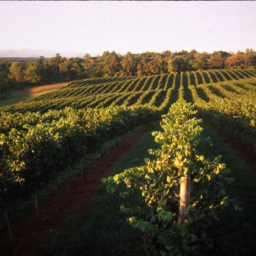 <p><b>State:</b> Virginia<br />
<b>Wine region origin:</b> 1770s<br />
<b>Specialty:</b> Chardonnay, Cabernet Franc, Cabernet Sauvignon, Merlot, Viognier</p><br />

<p>The growing season in Central Virginia, particularly the Monticello AVA, lasts 211 days. That's what inspired Thomas Jefferson to dream of growing grapes for wine there in the 1770s. His attempts were in vain as the Revolutionary War struck a couple years later, but the region was perfected in the 20th century and is recognized for its exceptional growing wine industry. The Monticello Wine Trail is home to a myriad of boutique wineries that bring patron, producer and product together in an intimate and beautiful setting.  VA wines tend to be lower in alcohol, higher in acidity and slightly more fruit-forward than alcohol from other regions.</p>