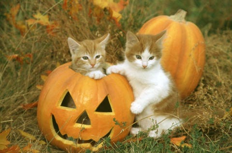 Kittens with Pumpkins - Photos of Kittens and Pumpkins