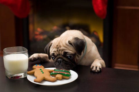 dogs and cookies 4