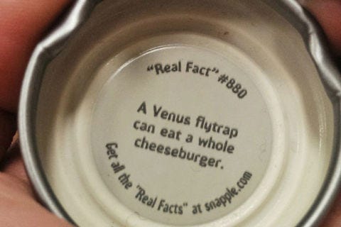 "The Venus flytrap can eat a whole cheeseburger."
<br /><br />
Venus flytraps are actually really not supposed to eat anything remotely as fatty — or dead — as a cheeseburger. These plants get all the energy they need through photosynthesis; they only catch live flies to produce a little extra nitrogen and phosphorous to make up for poor soil conditions. The fat levels in even a bite of a cheeseburger could damage and potentially kill the average Venus flytrap — much less an entire one.