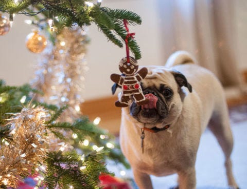 dogs and cookies 1