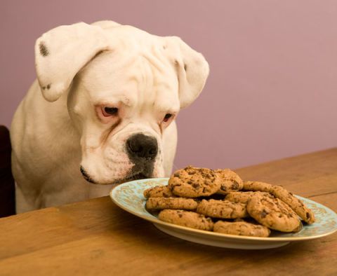 Dogs and Christmas Cookies - Dogs with Cookies