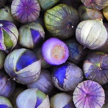 Purple Tomatillos