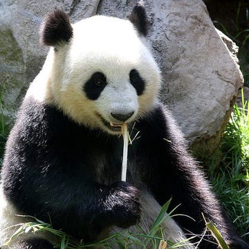 panda