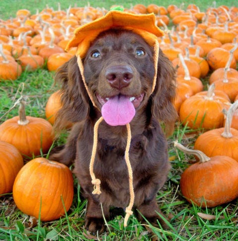 Puppies and Pumpkins - Photos of Puppies with Pumpkins