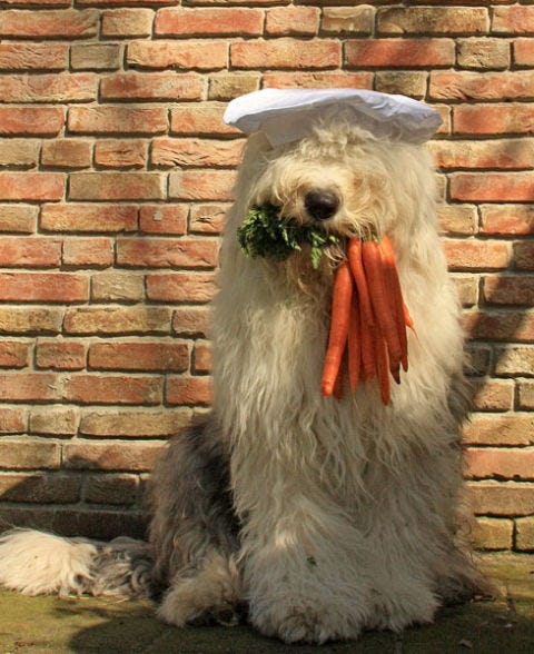 dog in chef hat