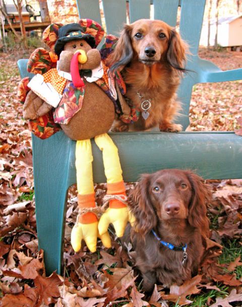 Thanksgiving Dogs - Dogs Celebrating Thanksgiving