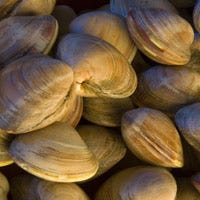 Nor ' easter Clam Chowder