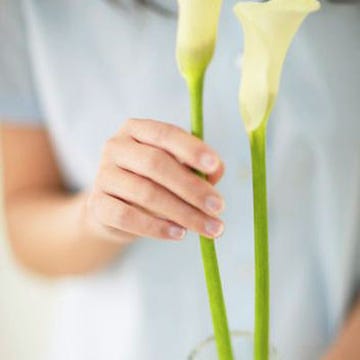 Calla Lily
