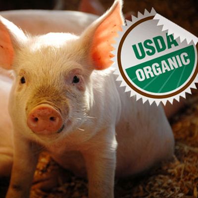 Organic Pigs