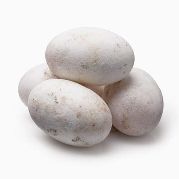Alligator Eggs