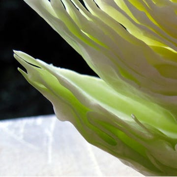 The "Cabbage" Diet