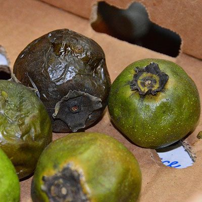 The black sapote, sometimes known as the chocolate pudding fruit because of the color and texture of its flesh is native to Central and South America. Today is it often used to make dessert in the Philippines and Mexico. In Central American the black sapote is fermented to make a liqueur.  