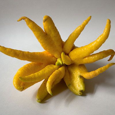 This fruit may look like a frightening Halloween prop, but it is actually part of the citron family. Its “fingers” can be segmented for consumption; however, it is typically used for its citrus-like fragrance or for zest. Buddha’s hand is native to Northeast India and China.