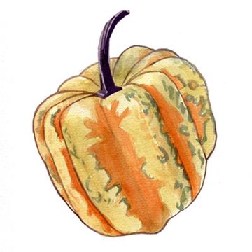 Pumpkin Squash