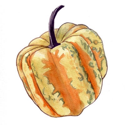 Pumpkin Squash Pumpkin Squash