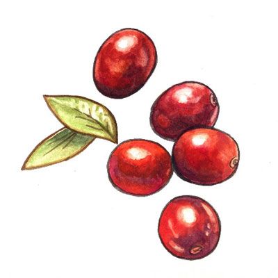 Acorn Squash with Cranberry Maple Glaze