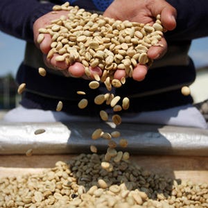 <p><b>starting at $300 per pound.</b></p><br /><p>Kopi Luwak is known as the world's rarest, smoothest, most flavorful, and most expensive coffee. The Indonesian Island of Sumatra produces only 500 lbs. of these beans each year, and it's no easy feat. First, consider how coffee is made: coffee grows as a seed inside a fruit similar to a cherry. The Palm Civet, a forager, looks for the sweetest coffee cherries to swallow whole. She only digests this fruit, and passes through the undigested coffee beans. Then the beans are collected, cleaned, and roasted like regular beans. Palm Civets have unique natural enzymes in their bellies that penetrate the coffee beans and cause 25 otherwise unreachable flavors in the bean to be released during brewing, while neutralizing the coffee's bitter oils. Who wouldn't want to wake up to that?</p>