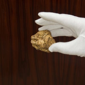 <p><b>$200 per ounce.</b></p><br /><p>Available from September to December, white truffles are a gourmet indulgence that'll cost you — around $200 an ounce, which amounts to about 2 pieces. These special mushrooms, which can only be located by trained pigs or dogs, are found in the Piedmont region of Italy, and are becoming more rare every year. Precious white truffles are usually eaten raw, shaved into thin slices over anything from pasta to omelettes and chicken.</p><br /><p>For a more affordable taste of this revered fungus, try a bottle of white truffle oil. An 8.5-ounce bottle of white truffle oil runs anywhere from $20 to $40.</p><br /><p>A white truffle from Pisa, Italy, went for a record-setting $333,000 in 2007.</p>