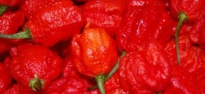Carolina Reaper