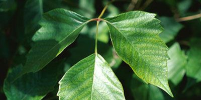 <p>For many, one of the hazards of enjoying the great outdoors is an encounter with poison ivy, oak, or sumac. It can lead to a nasty, long-lasting rash. Unfortunately, <a href="http://www.thedailygreen.com/environmental-news/latest/3026" target="_blank">poison ivy is spreading, thanks to global warming</a>.</p>
<br /><p>To avoid the uncomfortable reaction, immediately pour vodka on skin that has come into contact with poison ivy, and the alcohol will wash away the itchy culprit, urushiol oil. Some have said that the vodka needs to be at least 100 proof to work.</p>
<br /><p>Others have argued that straight rubbing alcohol works better, but we're guessing you may not have that as handy if you are on your average picnic.</p>
