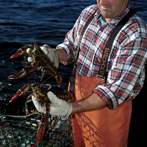 Lobster Shortage Is Bringing Climate Change to Light