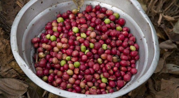 Facts About Coffee