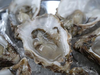 oyster