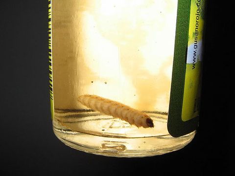 worm tequila mezcal vodka bottle why there larvae insect infused mexican liquor