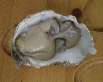 oyster