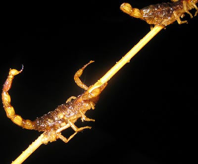 scorpion
