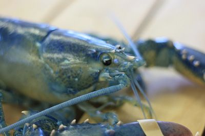 Blue Lobsters Canadian Blue Lobsters