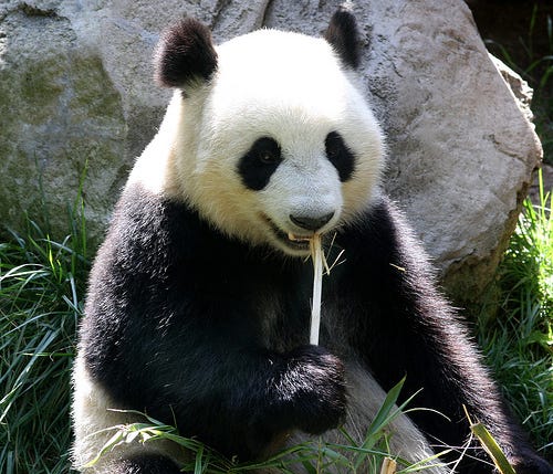 panda