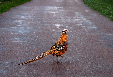 pheasant