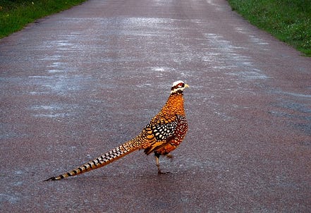 pheasant