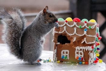 Gingerbread Squirrel