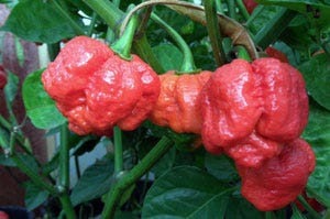 Trinidad Moruga Scorpion Pepper