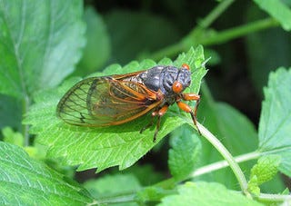 Cicada
