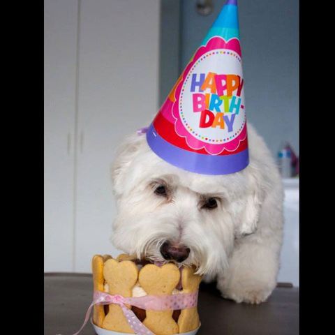 Dogs Eating Cake - Cute Photos of Dogs