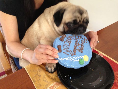 How To Make A Cake Safe For Dogs To Eat How To Make A Cake Safe For Dogs To Eat