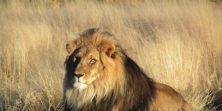 Florida Restaurant Pulls Lion Tacos Off Its Menu - Protests Over Lion ...