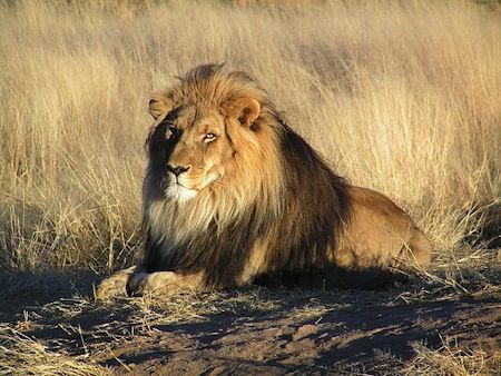 male lion in Africa