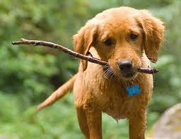 Dog with Stick