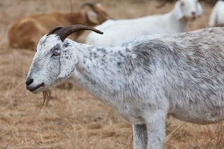 Goat