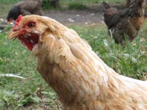 Chicken